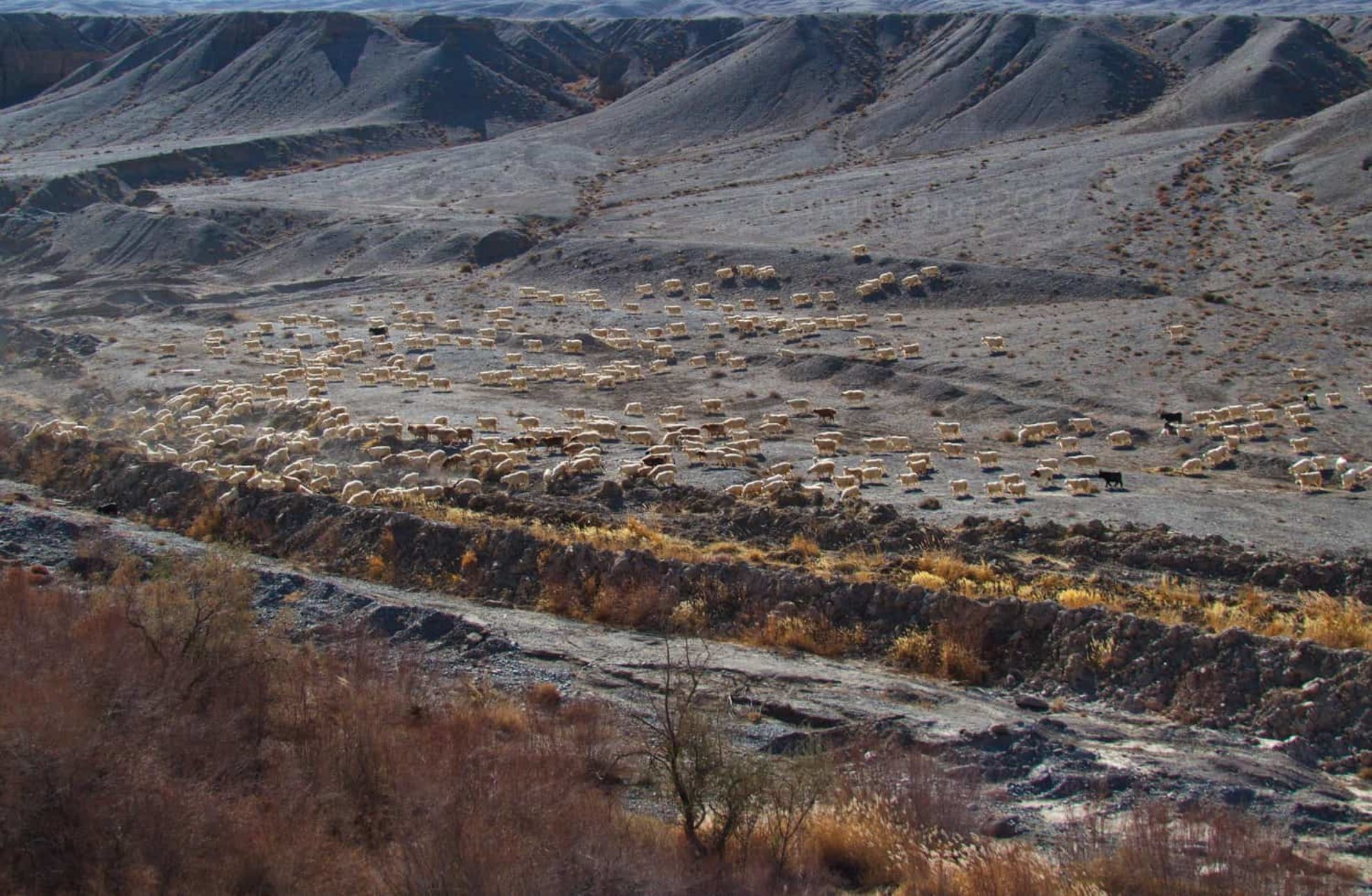 Dunhuang20